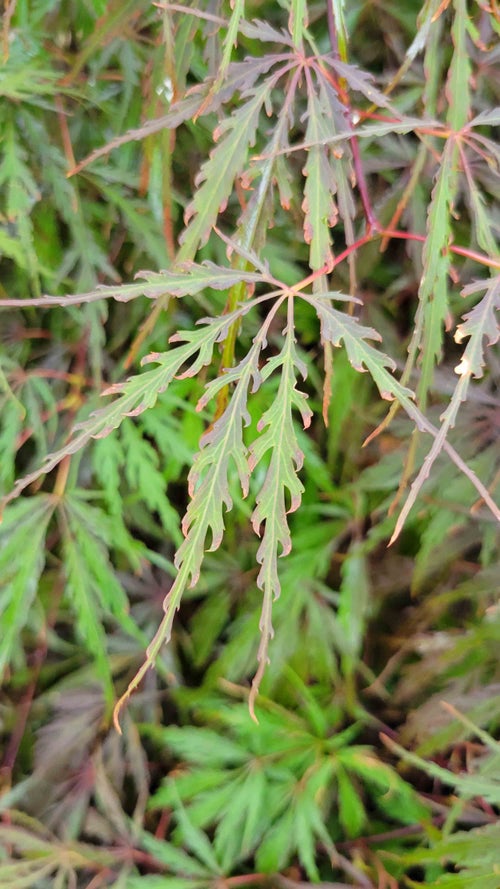 Japanese Maple leaf