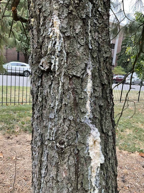 Yellow Pine, Ponderosa Pine bark 1