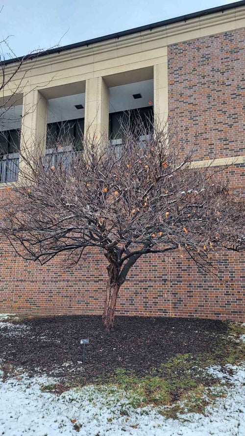 Redbud winter