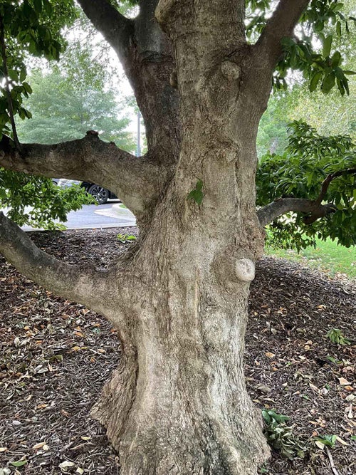 Anise Leaf Magnolia bark