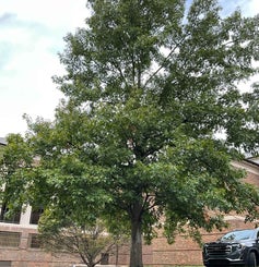 Scarlet Oak summer
