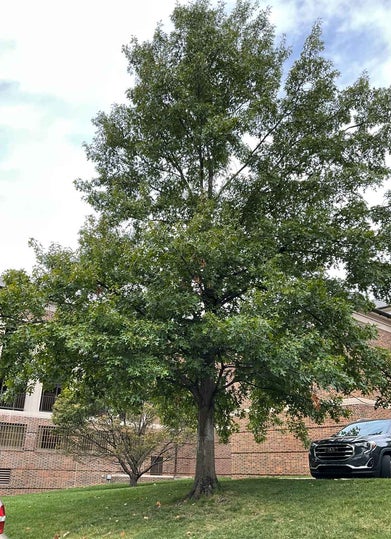 Scarlet Oak summer