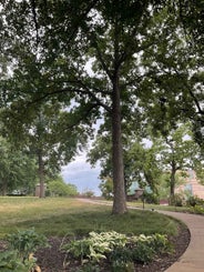 Chestnut Oak summer