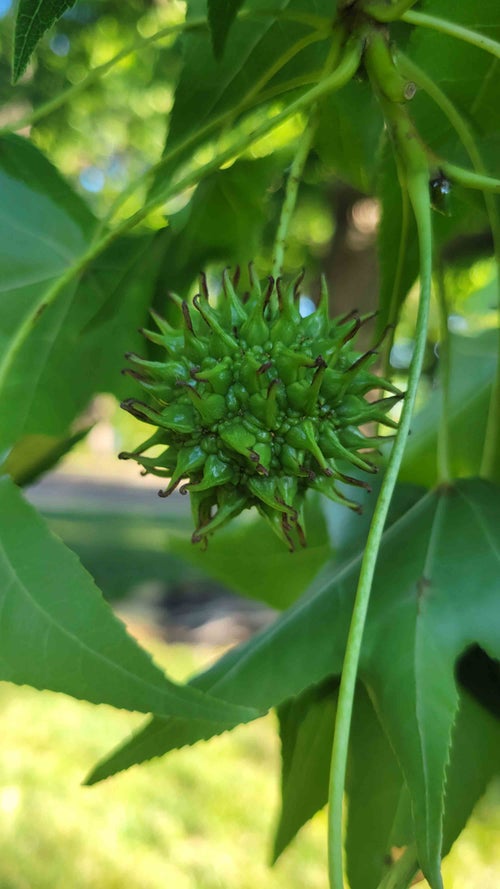 Sweetgum fruit 2