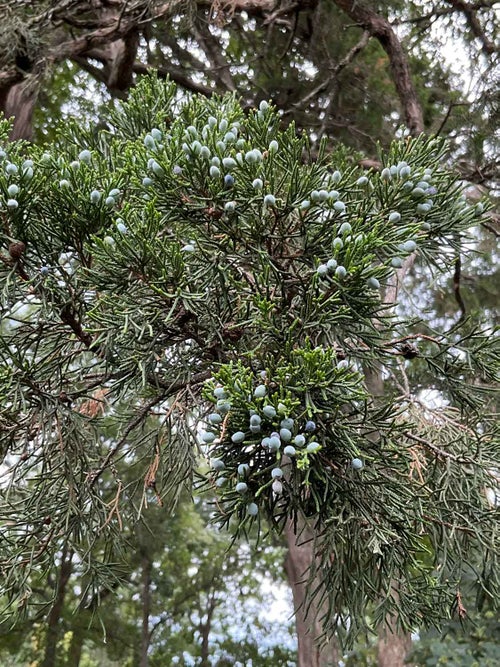 Red Cedar fruit