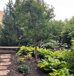 Paperbark Maple summer