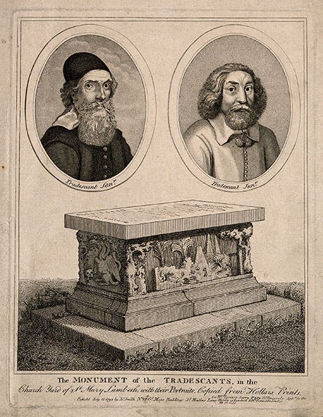 John Tradescant, Younger and Elder, with their tomb below, stipple engraving by N. Smith, 1793, after W. Hollar, Wellcome Collection, London (wellcomecollection.org)