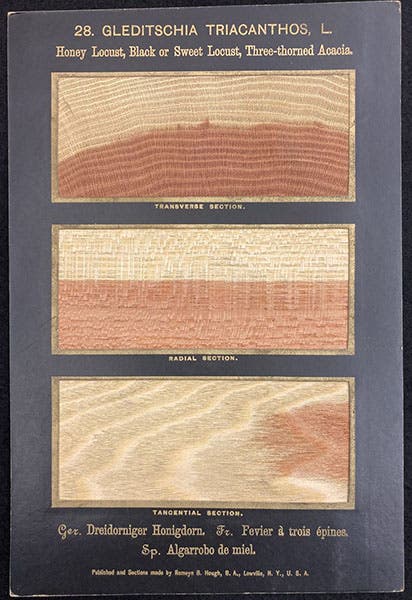 Card containing slices of Gleditschia tricanthos, Honey Locust, The American Woods, Exhibited by Actual Specimens and with Copious Explanatory Text, by Romeyn Beck Hough, vol. 2, card 28, 1891 (The Linda Hall)