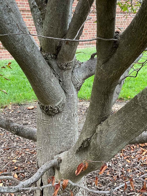 Korean Mountainash bark