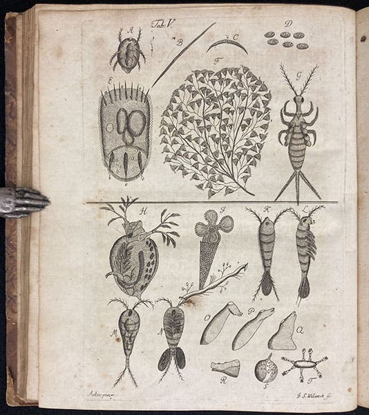 Copepods and a Daphnia, and other micro-organisms, source of first image, engraving in Beyträge zur Naturgeschichte der kleinsten Wasserthiere, by Johann Conrad Eichhorn, plate 5, p. 47, 1781 (Linda Hall Library)