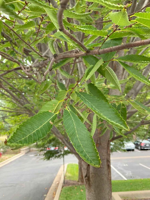 Japanese Zelkova leaf