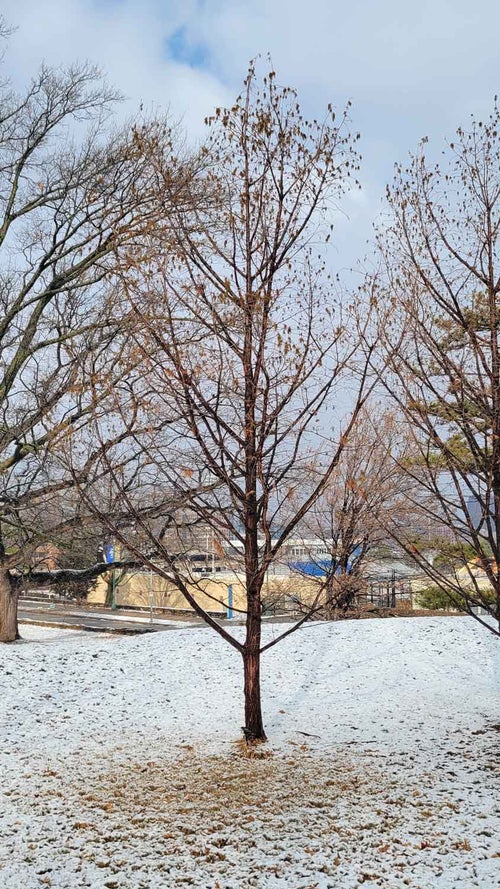 Pond Cypress winter