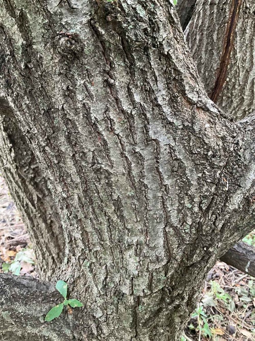 English Oak bark