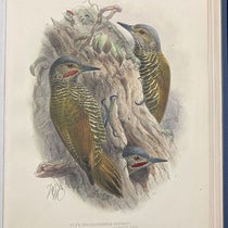 Grey-crowned woodpeckers, lithograph by Johan Keulemans, in Biologia Centrali-Americana: Aves, by Osbert Salvin and Frederick DuCane Godman, vol. 4, plate 59a, 1879-1904 (Linda Hall Library)