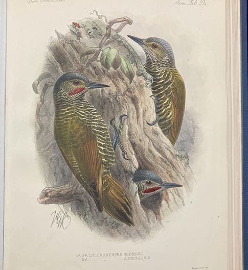 Grey-crowned woodpeckers, lithograph by Johan Keulemans, in Biologia Centrali-Americana: Aves, by Osbert Salvin and Frederick DuCane Godman, vol. 4, plate 59a, 1879-1904 (Linda Hall Library)