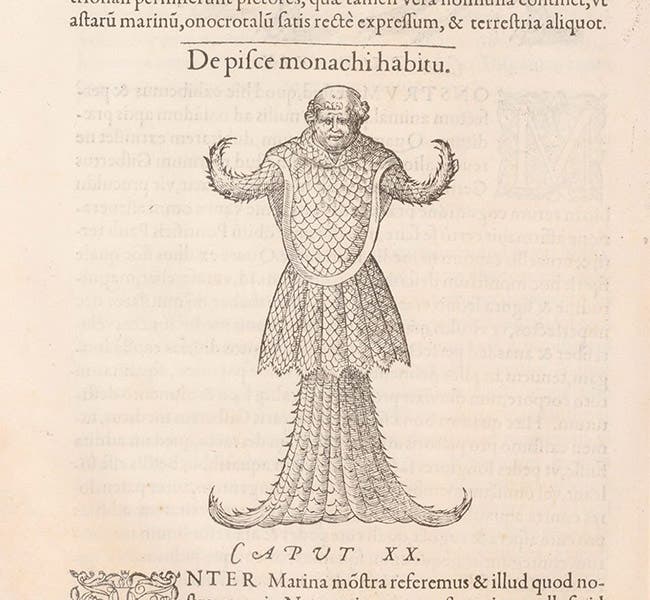 Monkfish, woodcut, Libri de piscibus marinis, by Guillaume Rondelet, vol. 1, p. 492, 1554-55 (The Linda Hall)