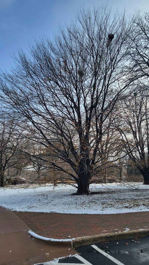 European Beech winter