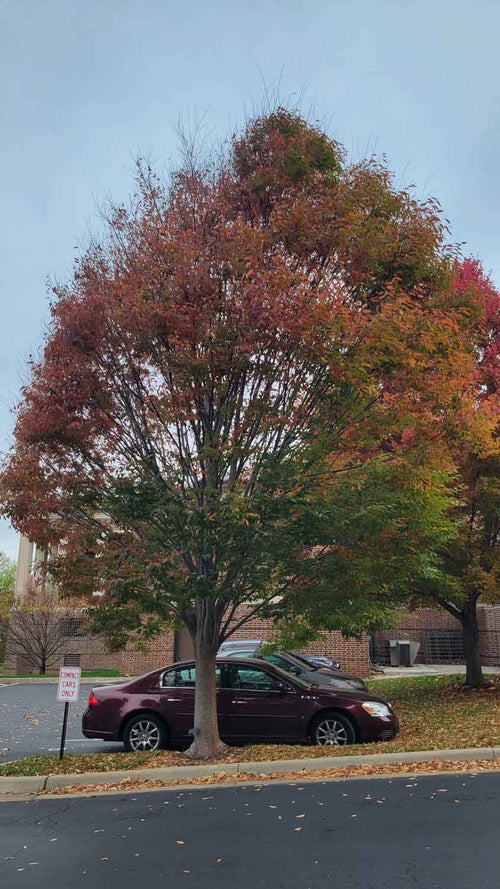 Japanese Zelkova fall