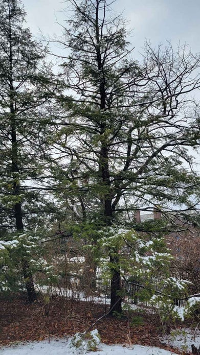 Canadian Hemlock winter