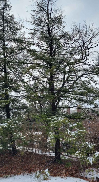 Canadian Hemlock winter