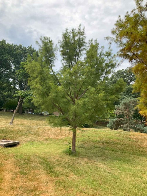 Pond Cypress summer