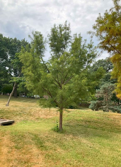 Pond Cypress summer
