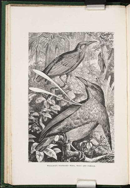 “Wallace’s standard wing,” a bird of paradise, wood engraving, The Malay Archipelago, by Alfred Russel Wallace, vol. 1, 1869 (Linda Hall Library)