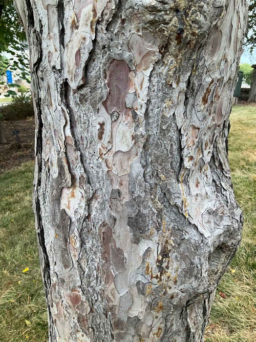 Austrian Pine bark