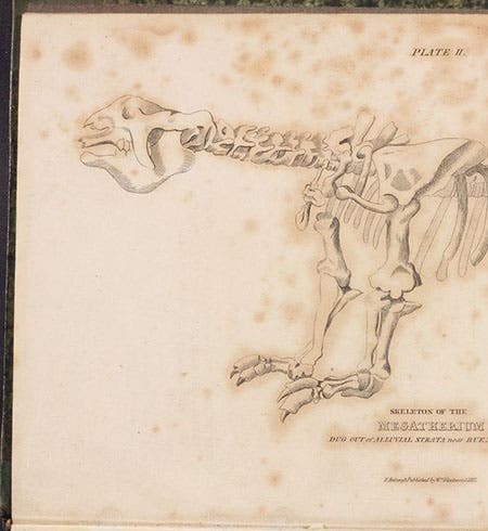 Megatherium, engraved frontispiece by William Lizars, Essay on the Theory of the Earth, translated from the French of M. Cuvier, by Robert Kerr, 1813 (The Linda Hall)