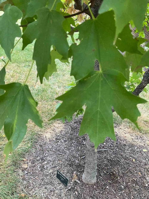 Caddo Sugar Maple leaf