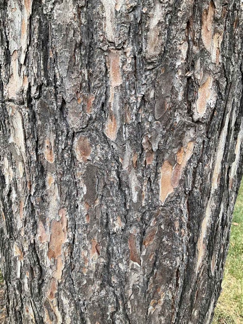 White Pine bark