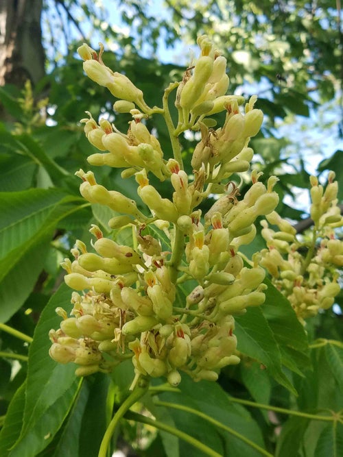 Yellow Buckeye flower