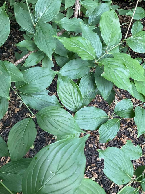 Japanese Cornel Dogwood leaf