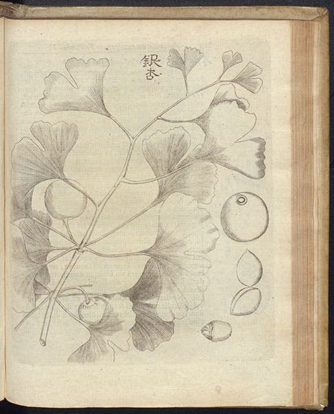 Ginkgo leaves, etching, Amoenitatem exoticarum, by Engelbert Kaempfer, p. 813, 1712 (The Linda Hall)