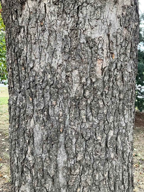 Sugar Maple bark