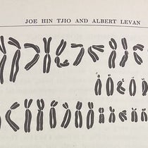 The 46 chromosomes of cell “a”, photographed and then rearranged, detail of plate in “The chromosome number of man,” by J.H. Tjio and A. Levan, Hereditas, vol, 42, p. 4, 1956 (The Linda Hall)