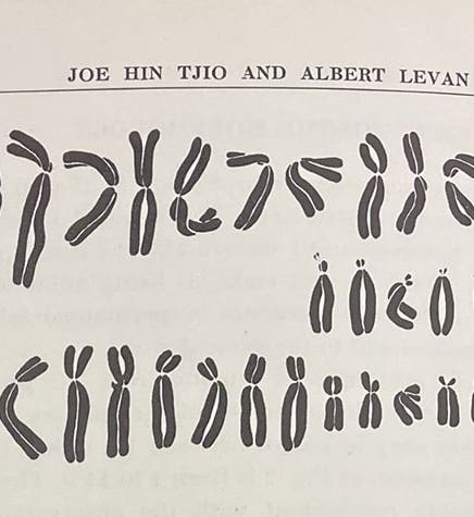 The 46 chromosomes of cell “a”, photographed and then rearranged, detail of plate in “The chromosome number of man,” by J.H. Tjio and A. Levan, Hereditas, vol, 42, p. 4, 1956 (The Linda Hall)