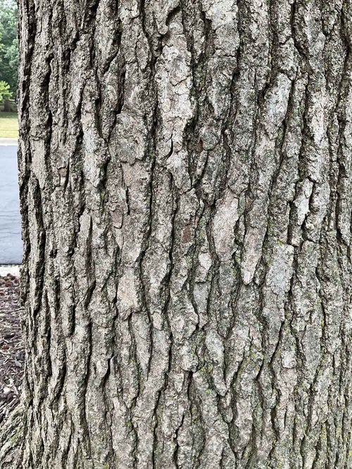 Sweetgum bark