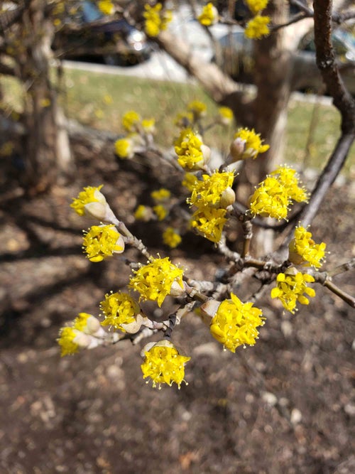 Japanese Cornel Dogwood flower