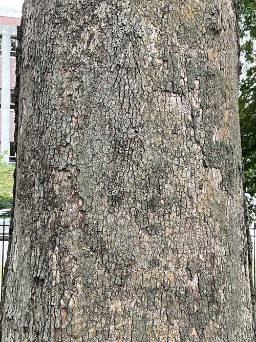 Sycamore bark