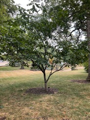 Umbrella-tree Magnolia summer