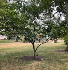 Umbrella-tree Magnolia summer