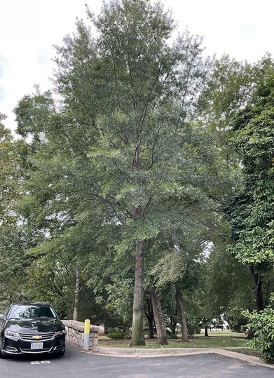 Willow Oak summer