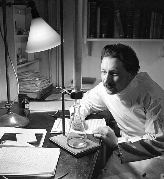 Portrait of Ernst Boris Chain in his lab at Oxford, undated photograph (Wikimedia commons)