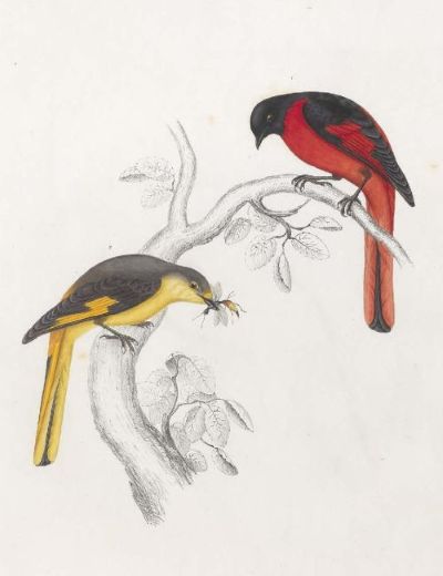 A Century of Birds from the Himalaya Mountains, by John Gould, 1832