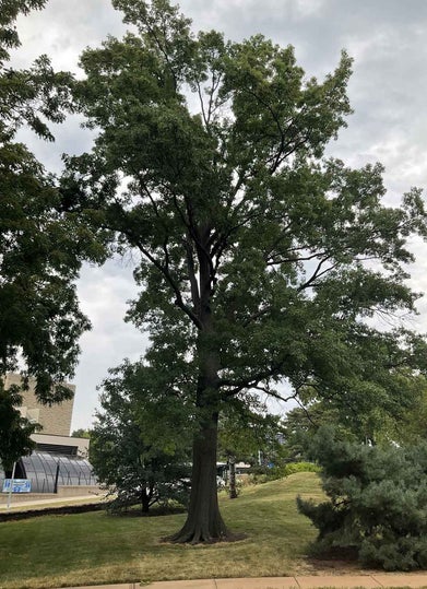 Pin Oak summer