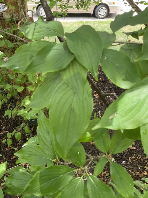 Japanese Cornel Dogwood leaf