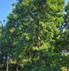 Yellow Buckeye summer