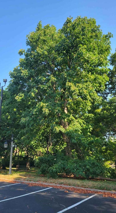 Yellow Buckeye summer