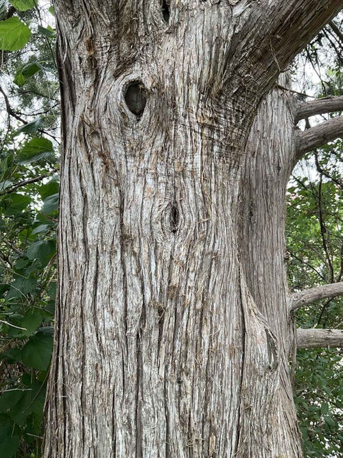 Red Cedar bark